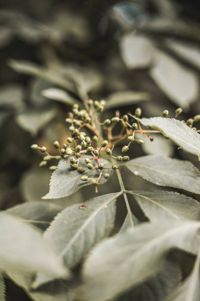 Plant Flower Flora Leaves Nature
