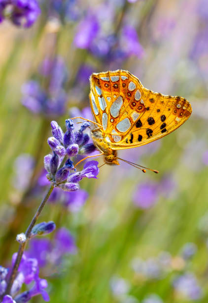 Issoria lathonia butterfly on lavender flower.