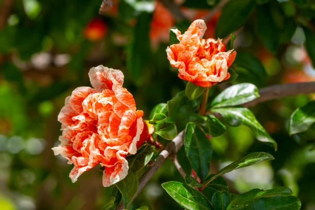 istock Punica granatum maxima rubra, pomegranate flower 2156248814