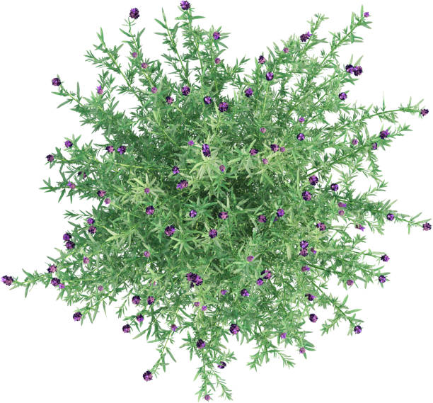 istock Top view of Lavender plant with Flowers 2156248896