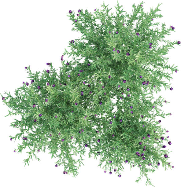istock Top view of Lavender plant with Flowers 2156249038
