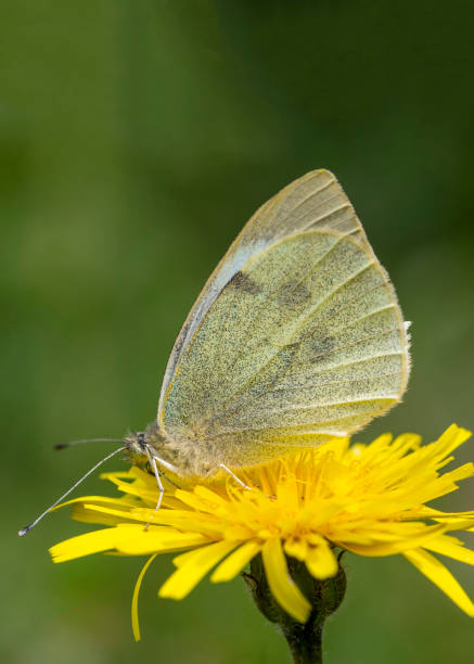 istock A white butterfly on a daisy. Scientific name; Pieris rapae 2156250306