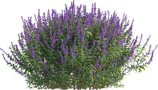 istock Side view of Salvia Leucantha plant - Sage 2156250324