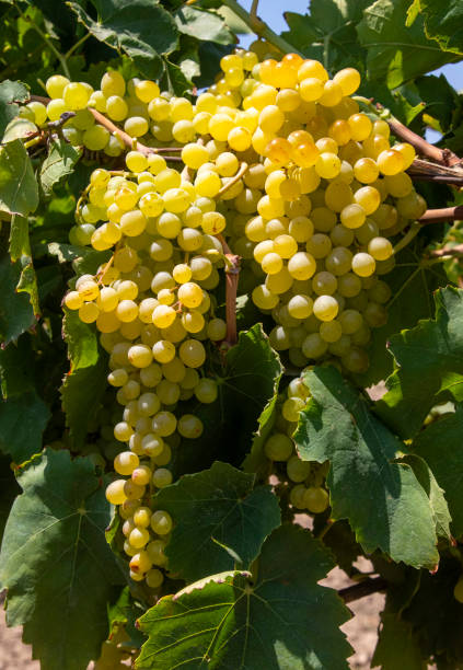 istock Grapes vineyard, Sultani grapes, Izmir - Turkey 2156250368
