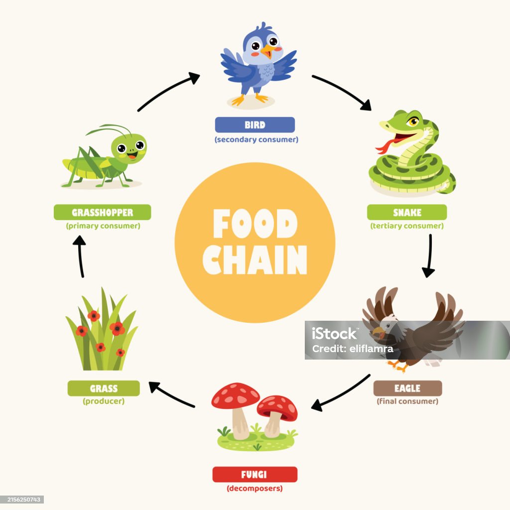 Infographics Of The Food Chain Stock Illustration Biology Diagrams