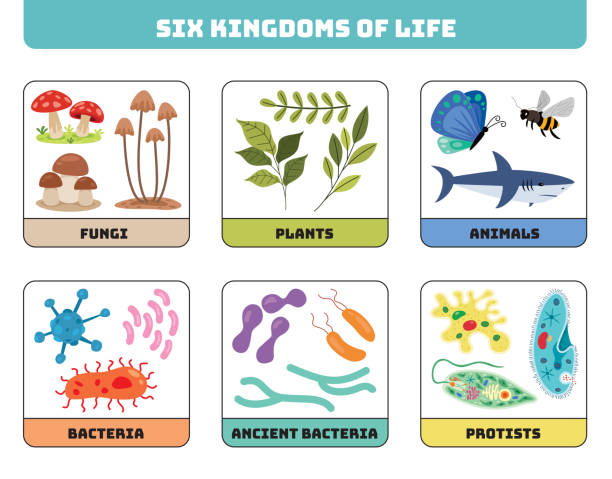 ilustrações de stock, clip art, desenhos animados e ícones de diagram showing six kingdoms of life - reino monera