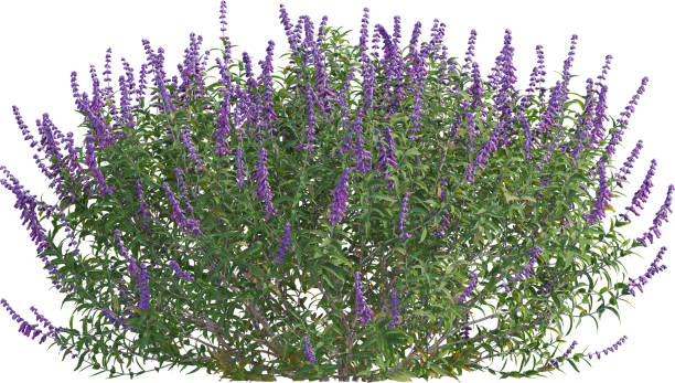 istock Side view of Salvia Leucantha plant - Sage 2156250870