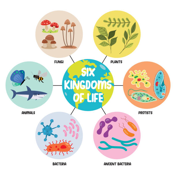 Diagram Showing Six Kingdoms Of Life