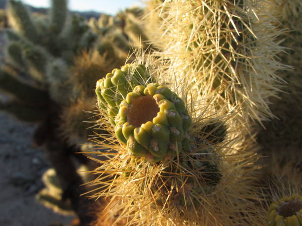 istock Cholla Cactus at Joshua Tree National Park Close-up at Sunset 2156250963