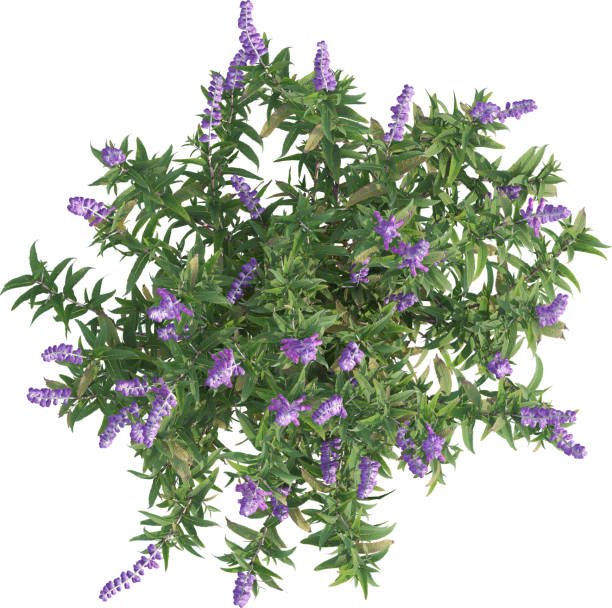 istock Top view of Salvia Leucantha plant - Sage 2156251081