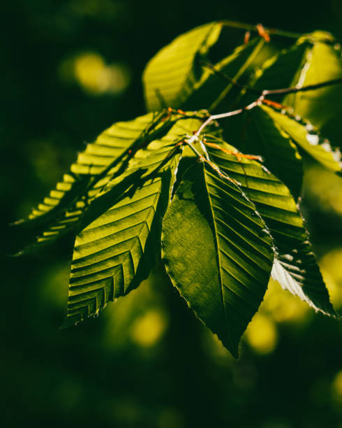 A branch of dark green leaves, covered in the shadows of other leaves,