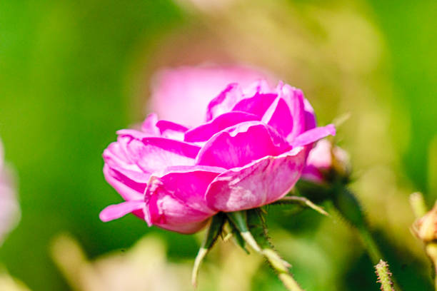 beautiful blooming rose in the nature