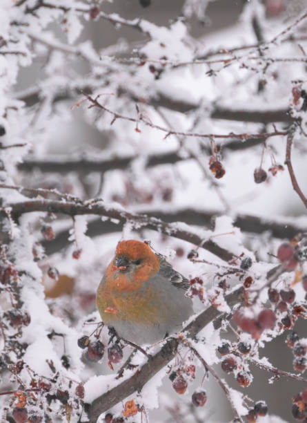 istock American Robin perched in a snowy Rowan Tree 2156251879