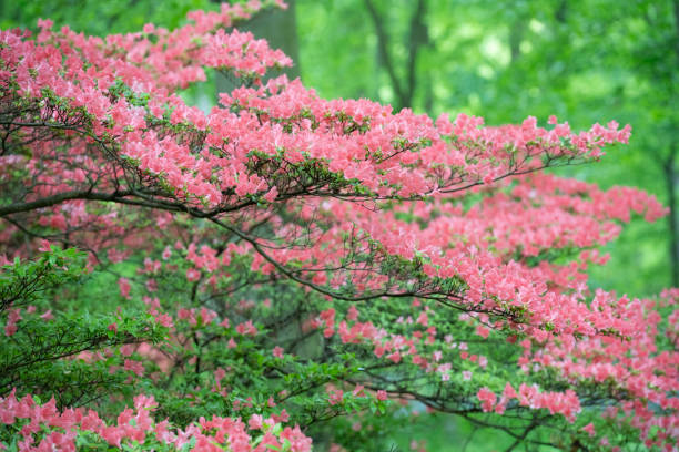 Vibrant greenery with yellow wildflowers from Jewelweed plants creates a serene and vibrant outdoor nature scene in the forest. Perfect for promoting calm, growth, and natural beauty at sunset.