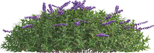 istock Side view of Salvia Leucantha plant - Sage 2156252501