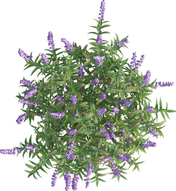 istock Top view of Salvia Leucantha plant - Sage 2156252559