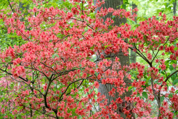 istock Blooming azalea in Spring in woodlands 2156252563