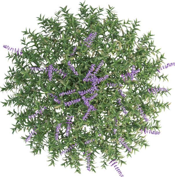 istock Top view of Salvia Leucantha plant - Sage 2156253014