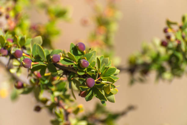 Calafate tree branch, Berberis Microphylla, green leaves and small berries. The Calafate is in the foreground and the ground is light brown.