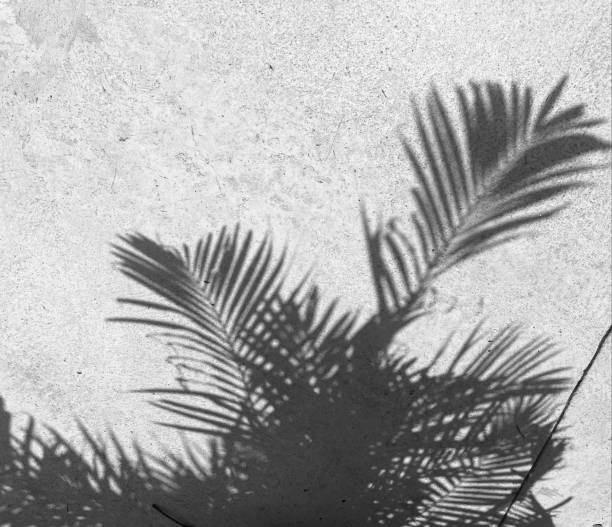 istock Shadow of tropical summer leaves 2156254132