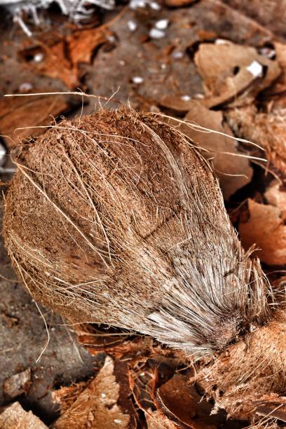 Coconut tropical fruit for making coconut milk