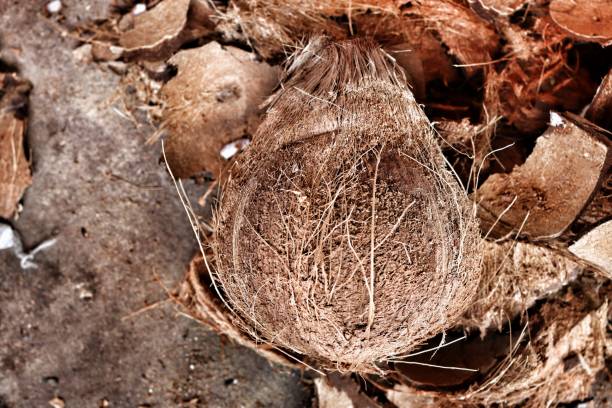 Coconut tropical fruit for making coconut milk