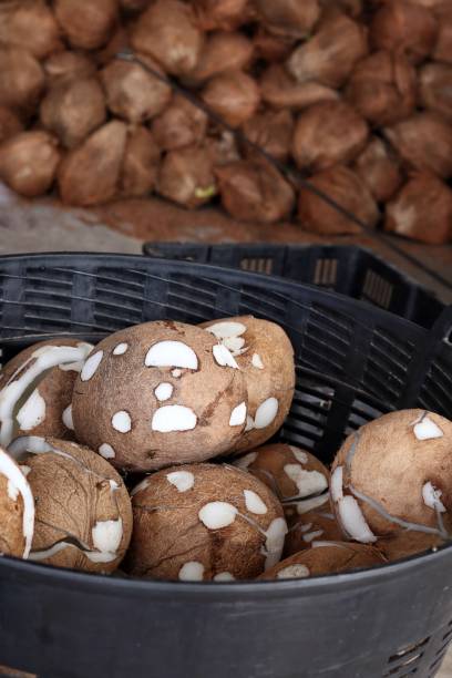 istock Coconut tropical fruit for making coconut milk 2156254179