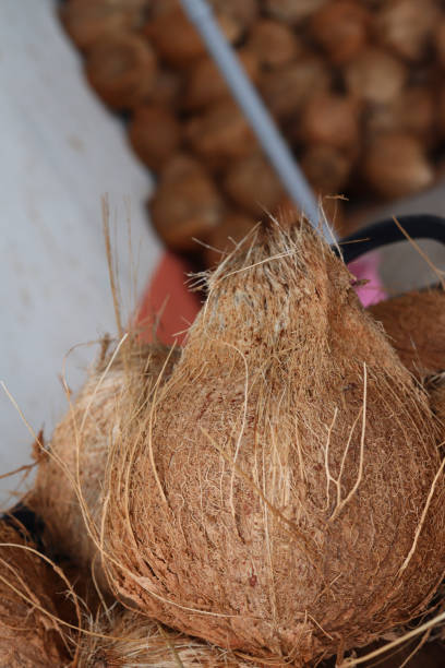 istock Coconut tropical fruit for making coconut milk 2156254204