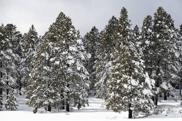 Snow covered pine trees in the higher elevations of Flagstaff, Arizona.