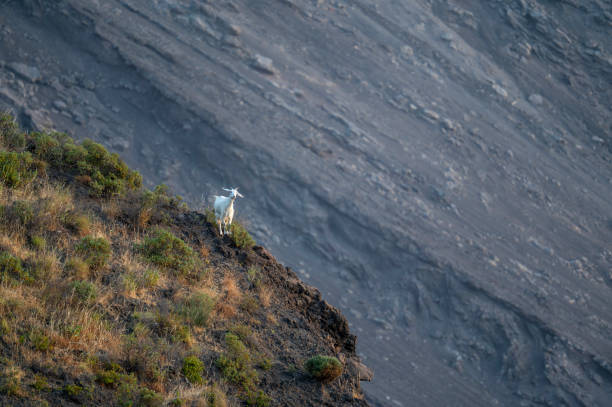 Capra sulla sciara di Stromboli