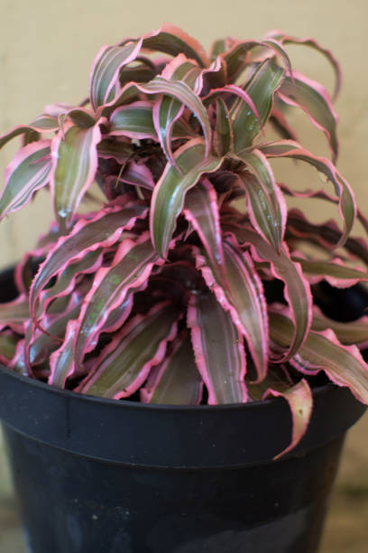istock Cryptanthus aka earth stars or small bromeliad plant growing on black pot with cream background 2156258310