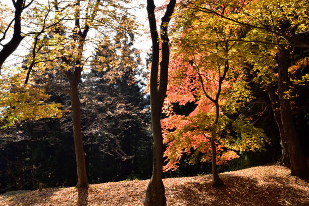 istock Climbing  Mount Iwabitsu, Gunma, Japan 2156258570