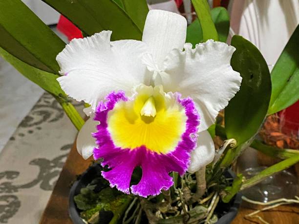 istock Cattleya orchid flower 2156258862