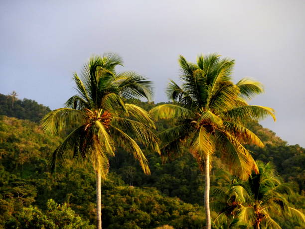 Coconut trees and hilly tropical background in evening light, guadeloupe
