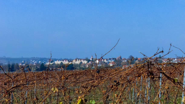 istock Vineyards in Autumn in Lauffen am Neckar 2156262668
