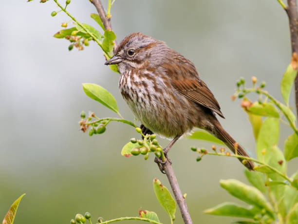 istock Song Sparrow Perched Green Bush Oregon Wild Bird 2156264720