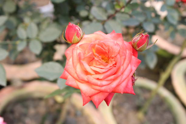 A beautiful Wichura rose flower