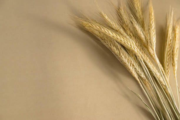Close up of rye ears on a beige background