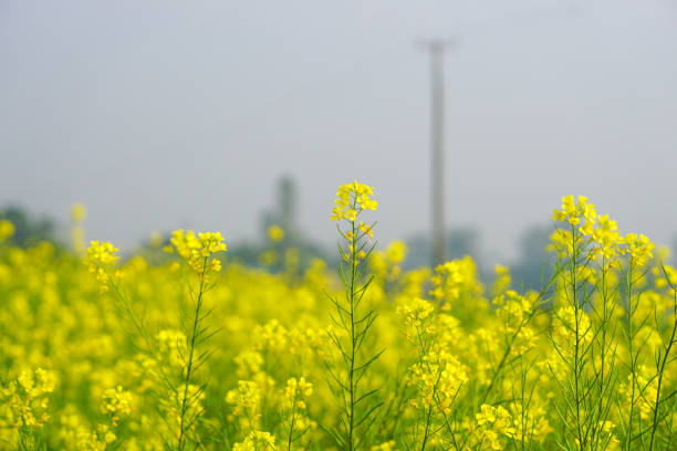 Yellow rapeseed flowers, Colza or canola field