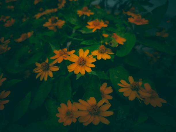 A close-up photo of bright yellow flowers in a lush green garden. This image captures the intricate details of the flower petals and the beautiful contrast between the yellow and green colors. Perfect for use in graphic design, nature blogs, or home decor. Taken with natural lighting to highlight the flowers' natural beauty.