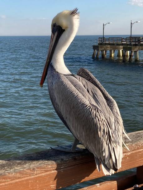 istock Pelican at the pier 2156269971