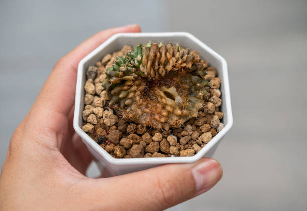istock Someone hand holding a rotting Gymnocalycium cactus. 2156271507