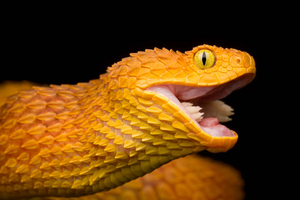 istock African Bush Viper swallowing rodent 2156273092