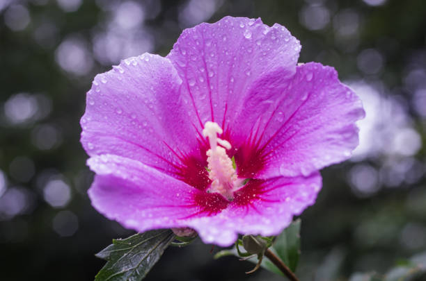 This flower is Korea national flower, or Mugunghwa in korea