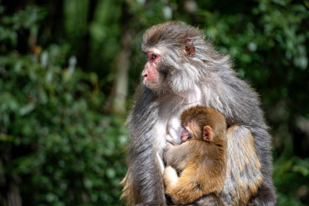 Wild monkeys holding little monkeys are sitting and waiting