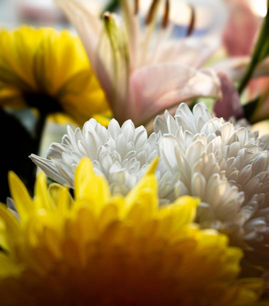 Colorful bright bouquet of flowers mixed with Lillies and roses slowly blossoming