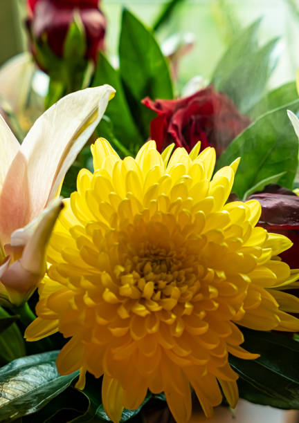 Colorful bright bouquet of flowers mixed with Lillies and roses slowly blossoming