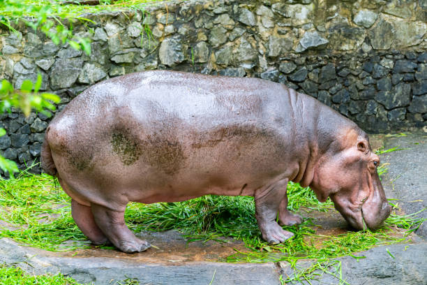 istock The hippo is happily eating grass. 2156277964