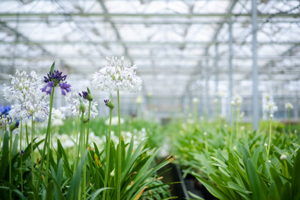 flower in greenhouse