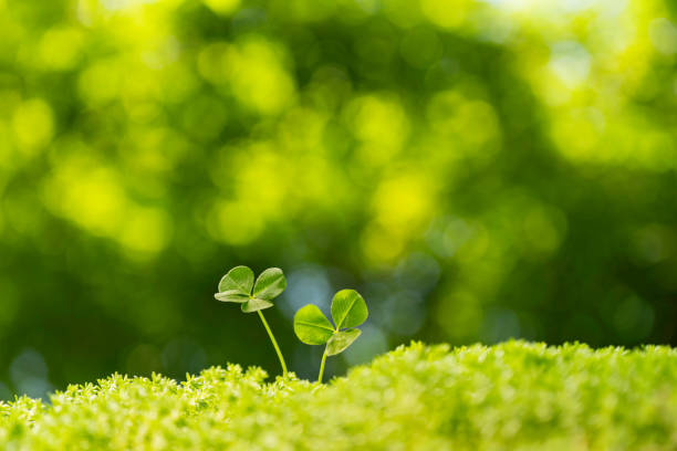 Green leaves of Oxalis suksdorfii plant in dark summer forest. Nature background